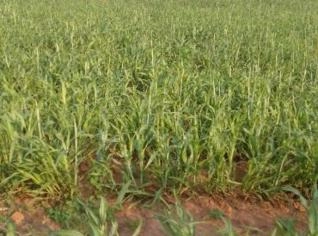 Chácara 20.000m² a 8 km da cidade em Ouro Fino MG
