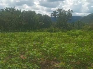 Mandioca Mansa Cacau Melhorada - 1 Hectare à Venda
