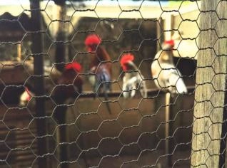Galos e Galinhas Galisés Nagasaki