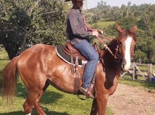 Égua Mangalarga Paulista Pura Prenha - Alta Genética