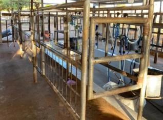 Ordenhadeira Sulinox 4 Conjuntos em Catalão - GO