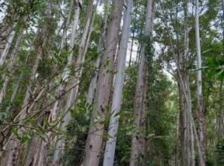 Floresta de Eucalipto 20 Anos em Bocaina de Minas MG