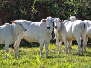 Bezerras Nelore PO - Lote 20 Fêmeas Saudáveis