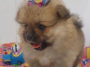 Spitz Alemão Fêmea - Lulu da Pomerania Tricolor