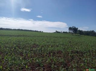 Sítio em Uberaba com Terra Massapê e Água