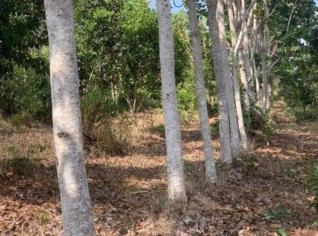 Fazenda à Venda em Belterra - 100 hectares