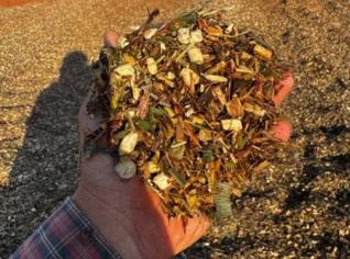 Silagem de Sorgo Pronta para Consumo