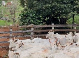 Venda de Gado Nelore - 43 Vacas e 21 Bezerros