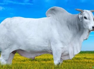 Sêmen de Leite e Corte - Promos Semex