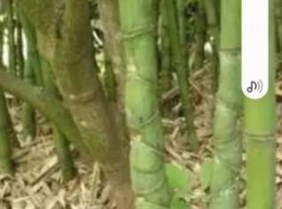 Bambu Cana da Índia para Jardim e Decoração
