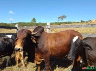 Touros Gir Leiteiro Neto de Meteoro de Brasília