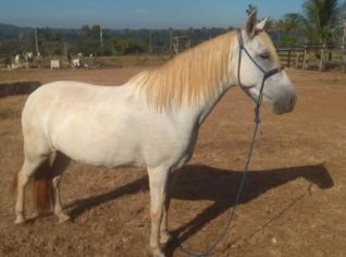 Cavalo Tordilho Manso para Gado e Laço - Fêmea - Juara