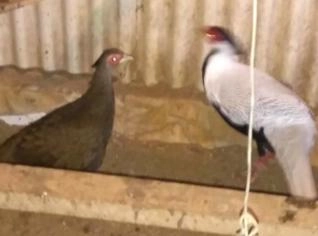 Faisão Prateado - 2 Casais Juntos, Jovens e Saudáveis