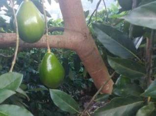 Abacate Margarida e Breda Premium