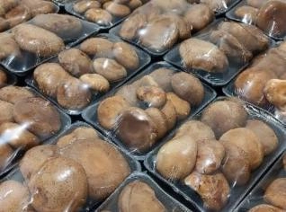 Shiitake Ano Todo em Mogi das Cruzes - SP