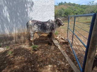 Gado de Corte Nelore - Lote e Unidades à Venda
