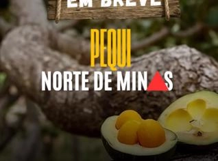 Pequi Norte de Minas - Caixa com Sabor Autêntico