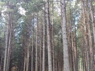 Compra de Floresta de Pinus perto de Lages SC