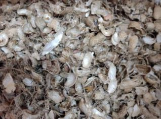 Casca de Amendoim para Nutrição Animal - SP