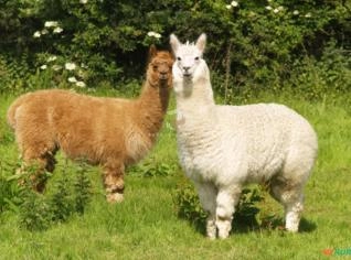 Alpaca Ornamental - Entrega em Blumenau