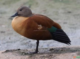 Tadorna Cana Casal - Aves Ornamentais