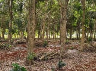 Floresta de Mogno Senegales 10 anos - Manduri/SP