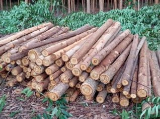 Compra de Eucalipto Cloeziana em Itamarandiba MG