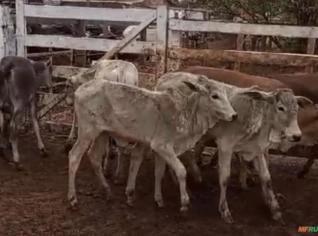 Bezerras Nelore de 8 a 10 meses - Qualidade Garantida