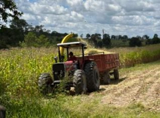 Silagem de milho em silo - 800 toneladas em MG