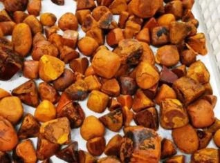 Compra de Pedra de Fel Bovina para Produtos Medicinais