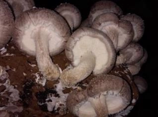 Cogumelo Shitake Fresco - Produção Própria