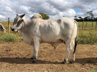 Touros Nelore com Alto Valor Genético à Venda