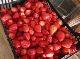 Morango Congelado Limpo e Maduro - 1kg