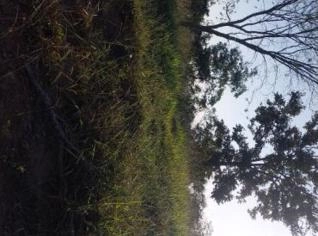 Terreno Rural de 82.000m² em Santa Luzia