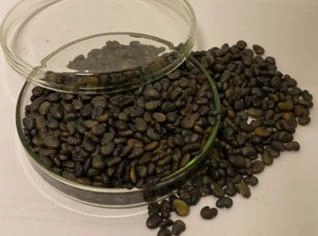 Sementes de Crotalaria Juncea