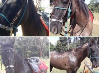 Cavalo Mangalarga/Lusitano Manso para Passeios