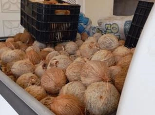 Coco Seco - 10.000kg a R$1,80/Kilo em Acaraú - CE