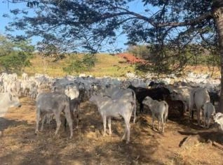 500 Cabeças de Gado Crioulo em Paranatinga-MT