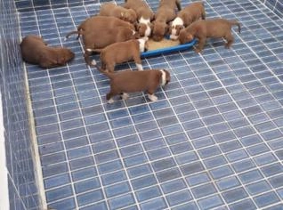 Filhotes de Pitbull Red Nose Fêmeas Saudáveis