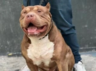 Filhotes American Bully XXL Campeões - Pit Monsters