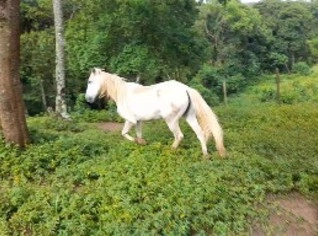 Cavalo SRD Manso para Venda Rápida em Ibiúna