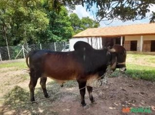 Touro SRD manso à venda em Ibiúna - ótimo preço