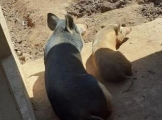 Porcos à venda - Macho e 6 filhotes