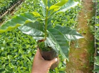 Mudas de Café Arará, Catuaí e Catucai - Sul de Minas