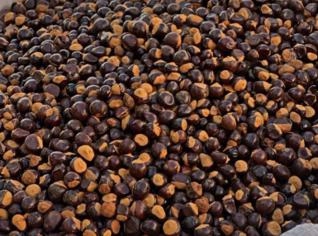 Guaraná em Grãos Premium - 25kg