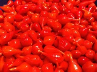 Pimenta Biquinho Fresca - Varzelândia/MG