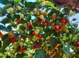 Pimenta Biquinho Fresca – Premium de Varzelândia