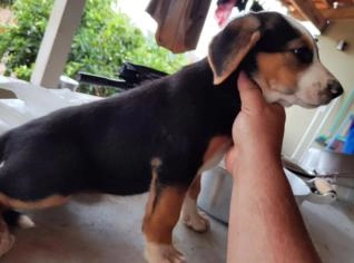 Filhotes de Cães Americanos Puros - 42 Dias