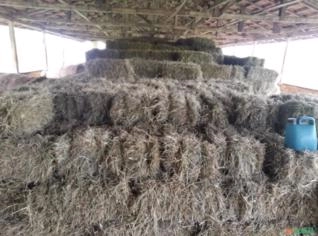 Feno de Grama Tifton em Fardo - Qualidade Premium