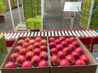 Maçã Importada Chilena - Cripps Pink e Royal Gala